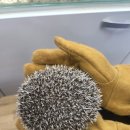 특별한동물가게 평택점 | 평택 고슴도치분양 "특별한동물가게"