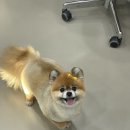 그루메이트 Groomate 이미지