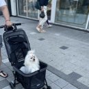 카페위드멍냠 네이버블로그