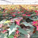 회인농장 이미지