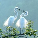 사랑의 대화 이미지