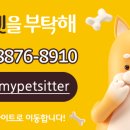 강아지를부탁해(돌봄) 이미지