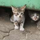 하루언니 이미지