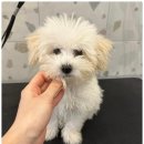 서면애견미용 맘바이 강아지 미용실 이미지