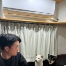 골드펫리조트 | [용인애견숙소/용인애견캠핑] 강아지와 함께 즐기는 카라반 &#39;골드펫리조트 프리미엄 카라반&#39; 후기