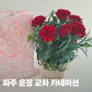 등교하개 | 어버의날 카네이션 파주 운정 교하 다이소와 다나와유통 생활용품 DC마트 방문 후기
