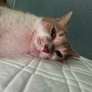선 동물병원 | 고양이 HCM 일지_4(알고 보니 HOCM)ㅅㅎㅊㅅ동물병원후기