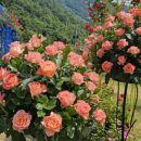 신대호 축사 이미지