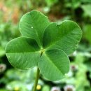 행운이네 이미지