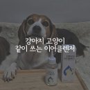피톤바이오 | 강아지귀세정제 차오르 피톤퓨어 이어클렌저