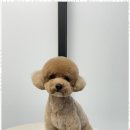 미소애견 미용실 이미지