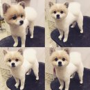애견미용 이미지