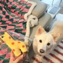 기린동물병원 | 프리미엄사료 고민 끝! 동물병원사료로 유명한 세니메드 레날 3.12kg 솔직 후기 | 애견 사료 추천