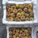 천우농장 이미지