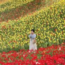 수선화모텔 | 충남 아산 피나클랜드 수목원 튤립축제 불꽃축제 솔직후기