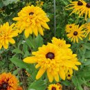 루드베키아 이미지