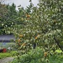 솔내음 | 담양 매운탕 맛집, 참게빠가탕이 진국인 &#39;솔내음&#39; 내돈내산 후기