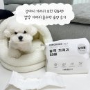 딩동 | 강아지 기저귀 추천 딩동펫 절약 기저귀 흡수력 솔직 후기