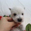 종명랜드 이미지