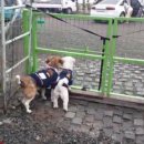 도그바라기 이미지