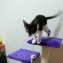 고양이날다 이미지