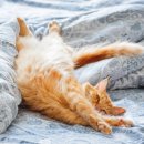 윌 동물외상센터 이미지