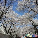 울산 언양 작천정 벚꽃축제 이미지