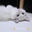 매료 돌스(MAELYO DOLLS) | [랙돌 캐터리 매료돌스] 5둥이 악당들의 사진 업데이트