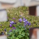 바닷가언덕 민박 이미지