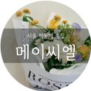 메이씨엘 - 강남구 논현로136길 3 | 메이씨엘