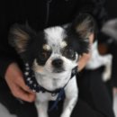 오즈펫살롱 이미지