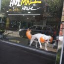 애니몰하우스 이미지