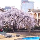 덕수궁 석조전의 크고 아름다운 꽃나무들 이미지