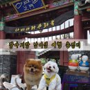 배네배네 펜션 | 애견동반 남이섬 여행기 (배시간부터 산책, 즐길 거리 등 총정리)
