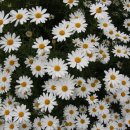 봉두농장 이미지