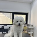까꼬노라 네이버블로그