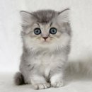 My Love Cat(마이러브캣) 이미지