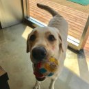 똥꼬 발랄 펫샵 이미지