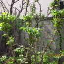 엉게나무 이미지