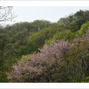 치악산의 봄(4월 16일).. 구룡길에서.. 이미지