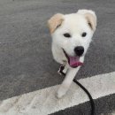 용인시 동물보호센터 이미지