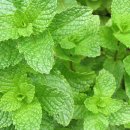 스피아민트(spearmint, Mentha spicata) 이미지