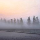 안개로가로수 이미지