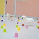 도토리 강아지 유치원 이미지