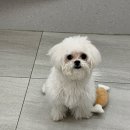 하얀강아지 이미지