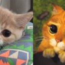 장화신은고양이 이미지