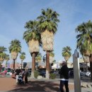 팜스프링스 이미지