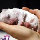 레이지 포 이미지