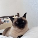 성심제일약국 | 고양이 피하수액 준비물 &amp; 추천 용품 구매처 비용 정리