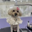 몽가펫 | 경산애견미용잘하는 몽가펫 후기!